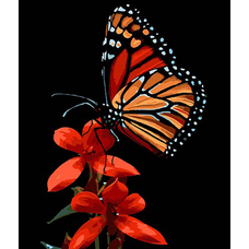 Картина за номерами Strateg ПРЕМІУМ Краса метелика на червоному цвіті на чорному фоні розміром 30х40 см (FH-13)