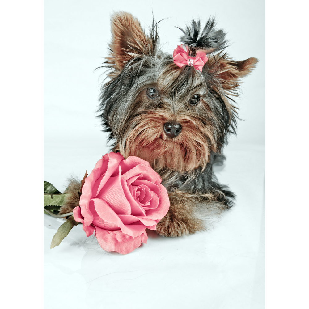 Фото, Видеообзоры алмазна мозаїка strateg преміум ніжний друг розміром 30х40 см (heg87044)