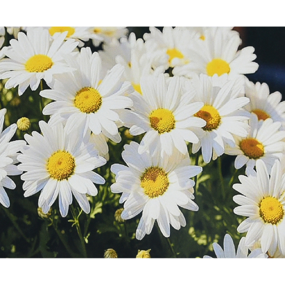 Фото, Видеообзоры алмазна мозаїка strateg преміум дивовижне сяйво ромашок розміром 30х40 см (heg88132)