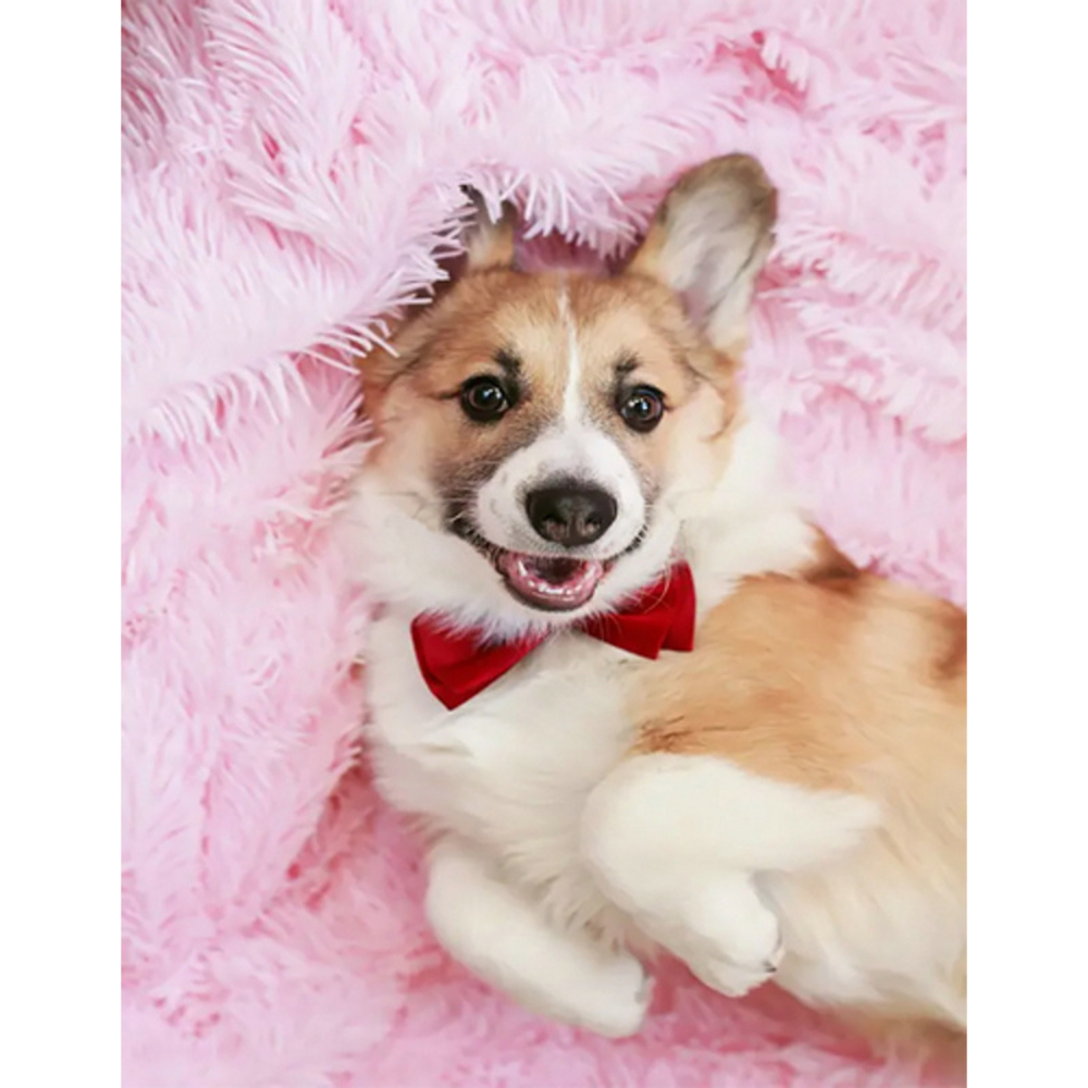 Фото, Відеоогляди алмазна мозаїка strateg преміум коргі без підрамника розміром 40х50 см  (jsfh85874)