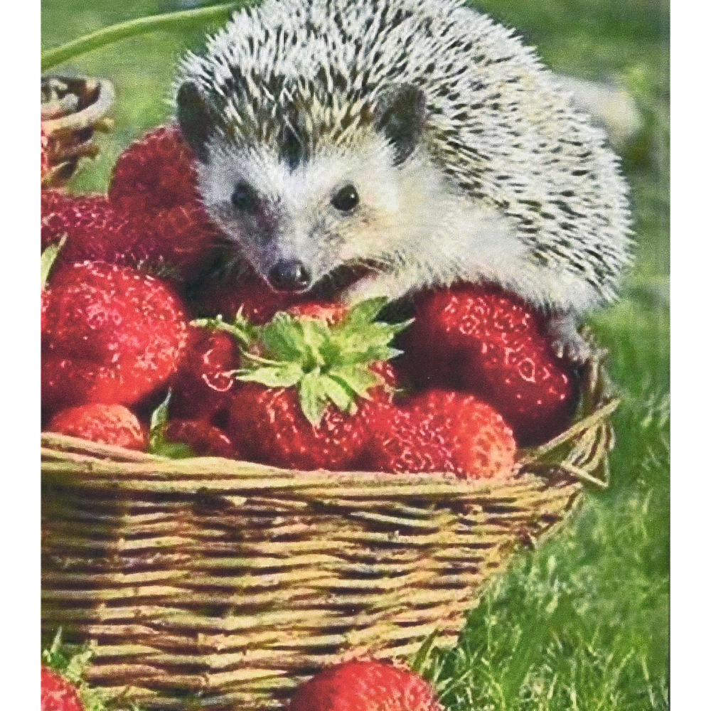 Фото, Видеообзоры алмазна мозаїка strateg преміум їжачок та полуниця розміром 30х40 см (heg86093)