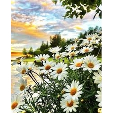 Алмазна картина 85894 Ромашки 40*50см кр