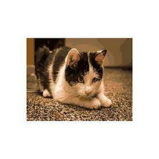 Картина 083 Грайливий котик 40*50см