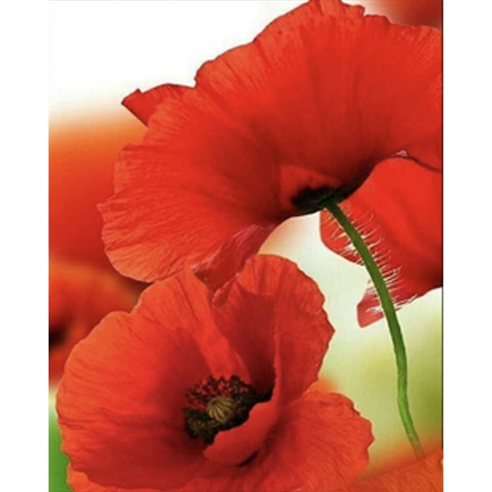 Фото, Видеообзоры алмазна мозаїка strateg преміум маки розміром 40х50 см  (sk85944)