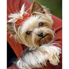 Алмазна мозаїка Strateg ПРЕМІУМ Йорк з червоним бантиком розміром 40х50 см  (SK86002)