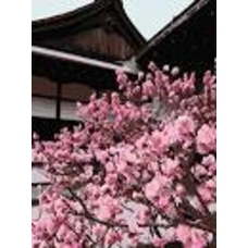 Картина 10527 Японська вишня 40*50см