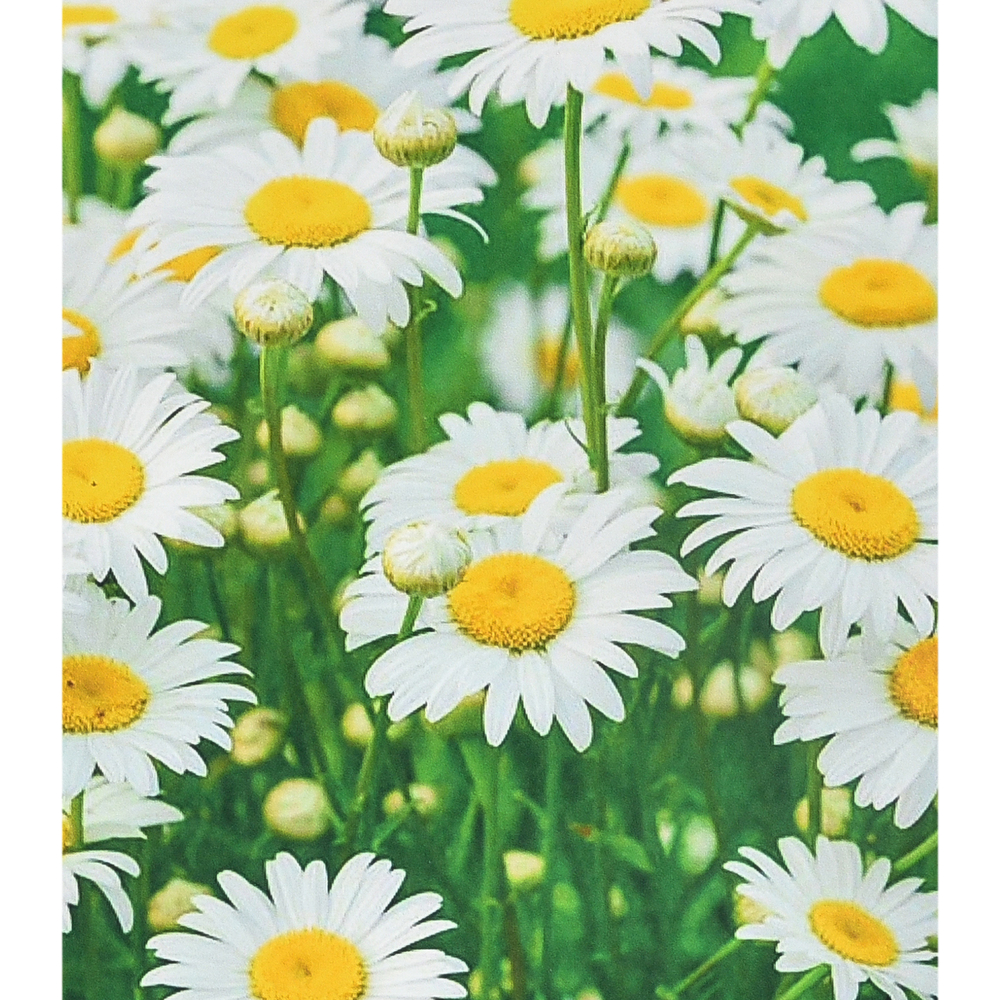 Фото, Відеоогляди алмазна мозаїка strateg преміум білі ромашки розміром 40х50 см (sk88245)