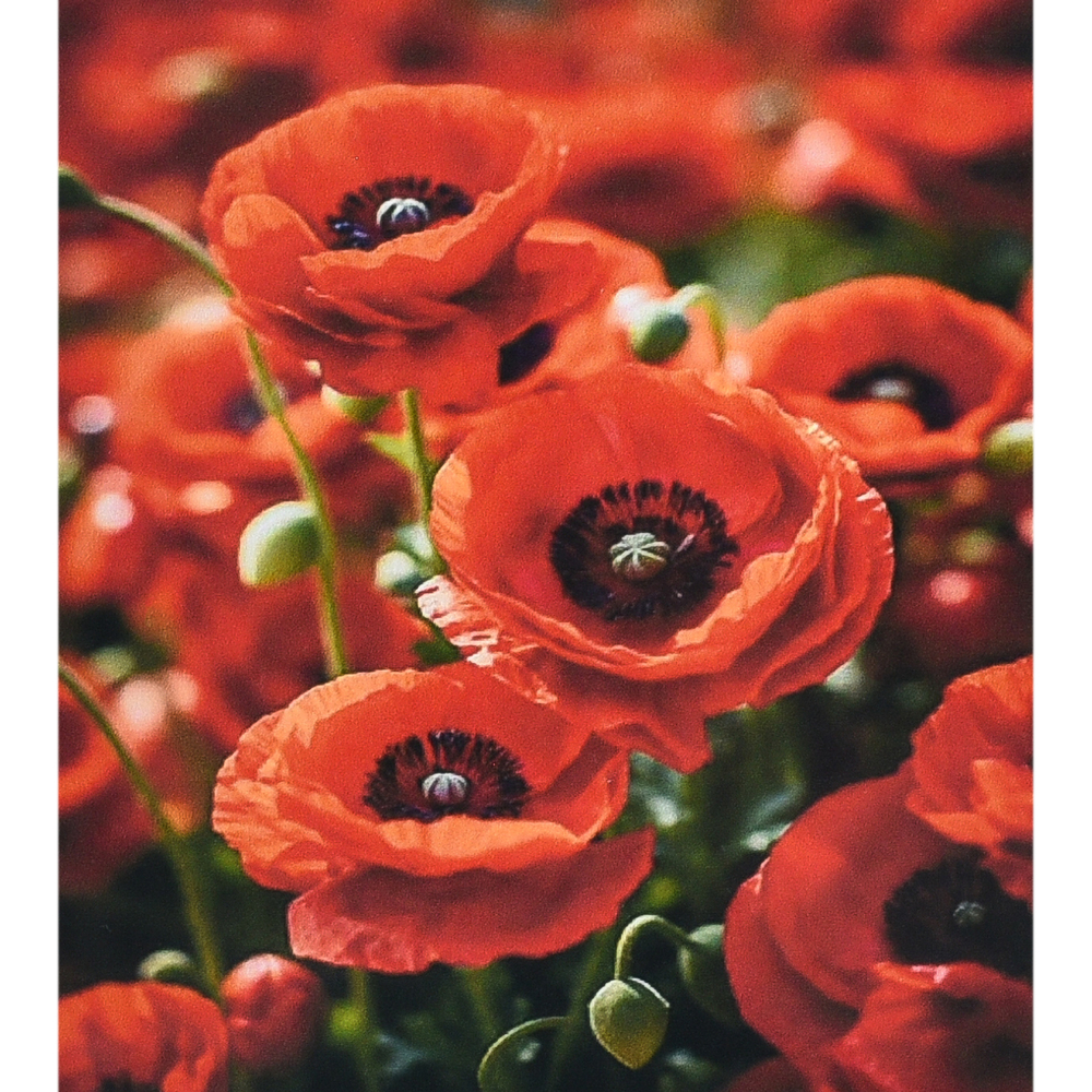 Фото, Відеоогляди алмазна мозаїка strateg преміум чарівність червоних маків розміром 30х40 см (heg88136)